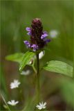 Prunella vulgaris