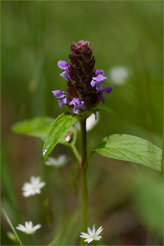 Изображение особи Prunella vulgaris.