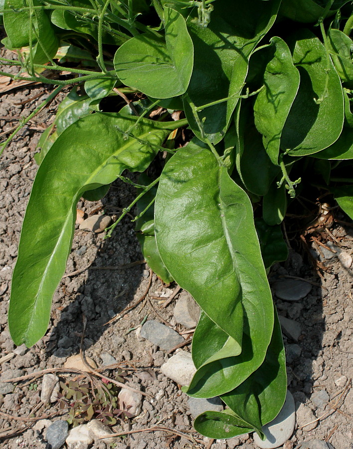 Image of Limonium coriarium specimen.