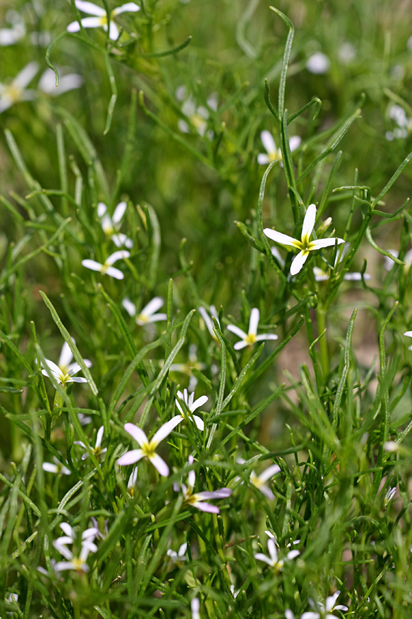 Image of Leptaleum filifolium specimen.