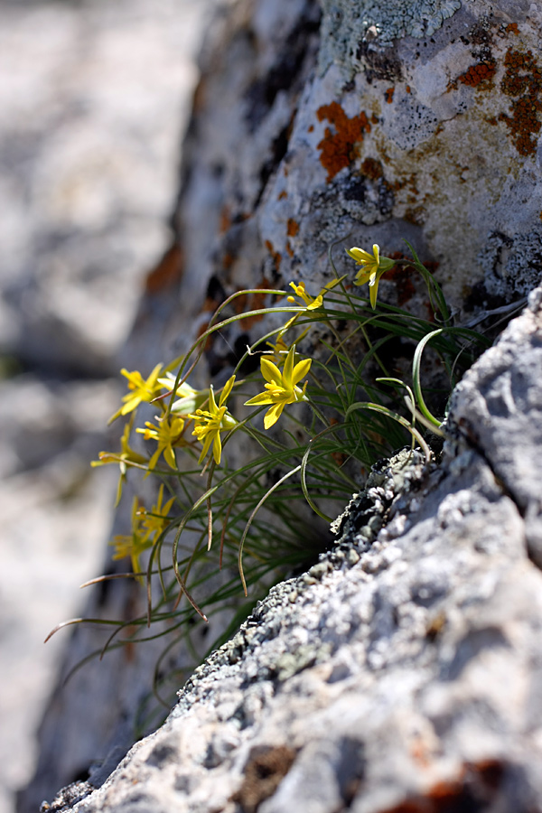 Image of genus Gagea specimen.