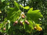 Sorbus torminalis. Верхушка побега с соплодием. Краснодарский край, м/о Анапа, окр. с. Сукко, можжевеловое редколесье близ оз. Сукко. 04.08.2013.