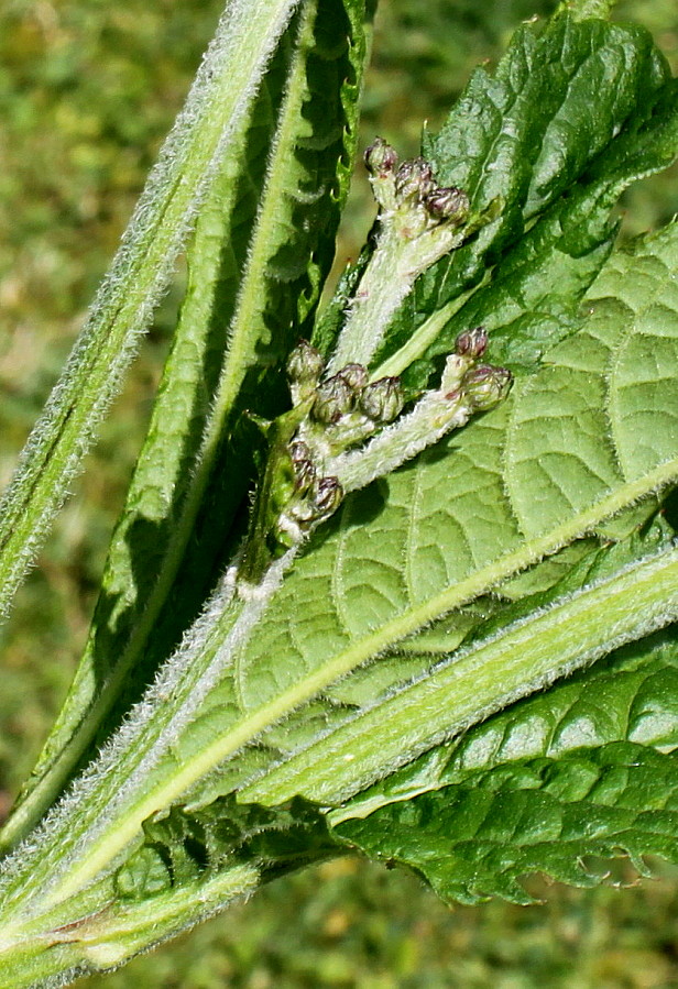 Изображение особи Vernonia arkansana.