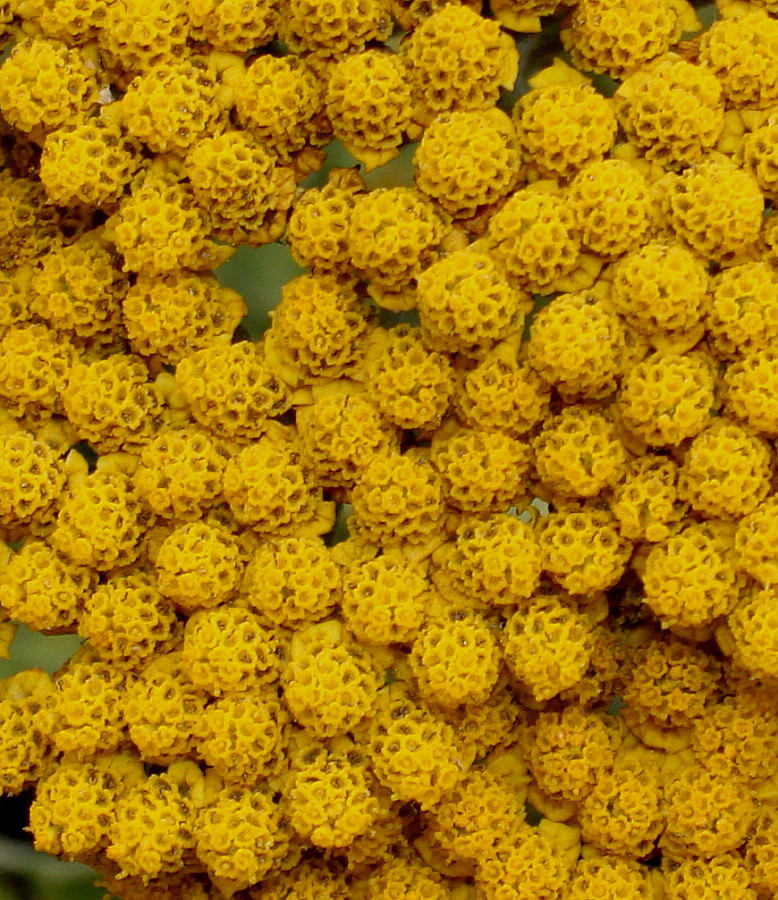 Image of Achillea filipendulina specimen.