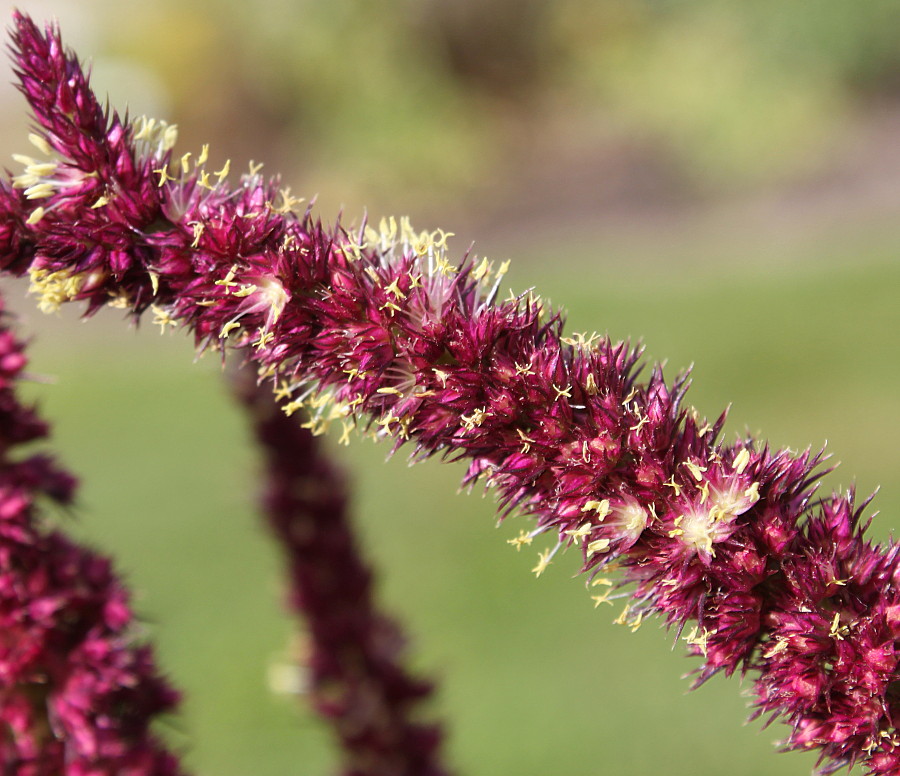 Изображение особи Amaranthus cruentus.