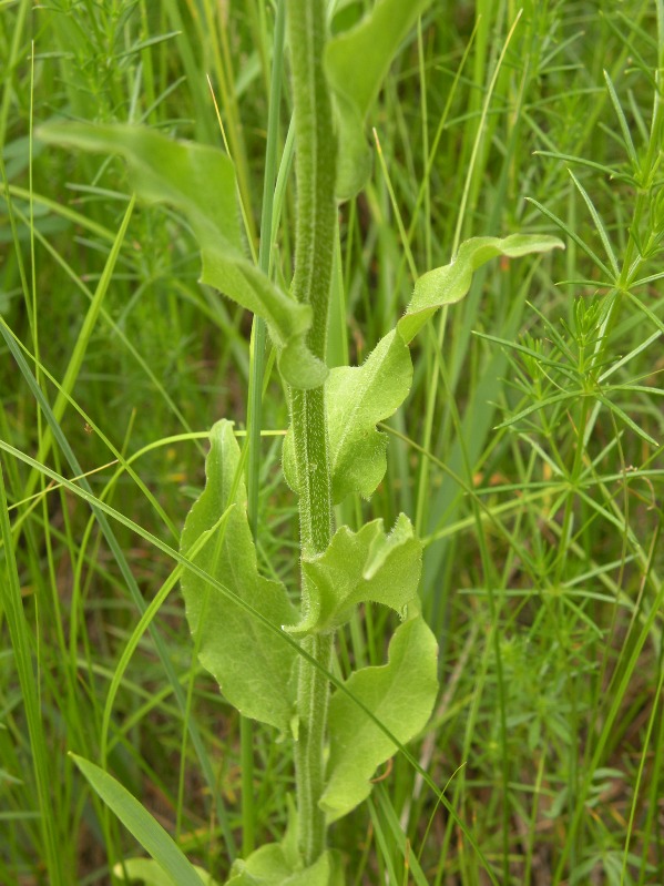 Изображение особи Campanula rapunculus.