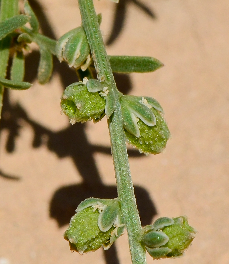 Изображение особи Reseda alba ssp. decursiva.