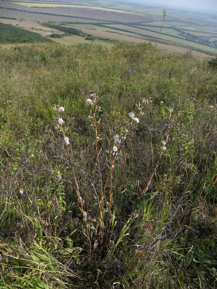 Image of Crepis pannonica specimen.