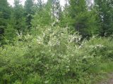 genus Salix