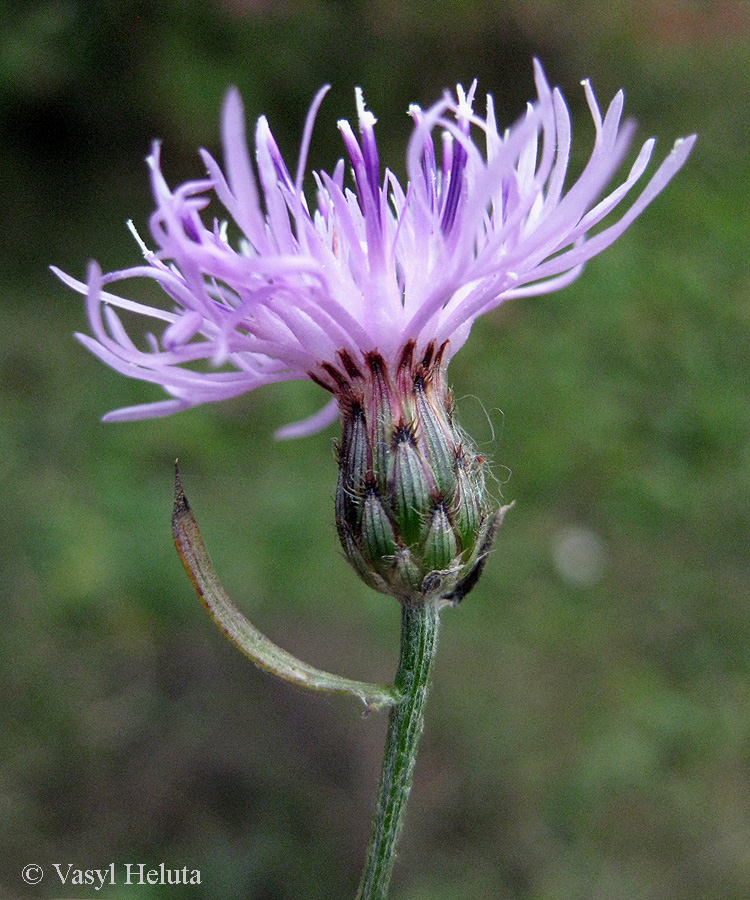 Image of Centaurea stoebe specimen.