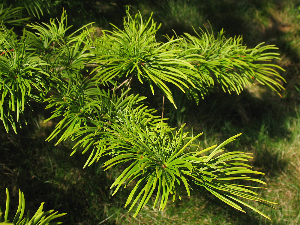 Image of Pseudolarix amabilis specimen.