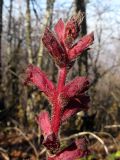 Orobanche laxissima. Верхушка соцветия. Краснодарский край, Абинский р-н, окр. ст. Эриванская, гора Шизе, дубово-грабинниковый лес. 02.11.2013.