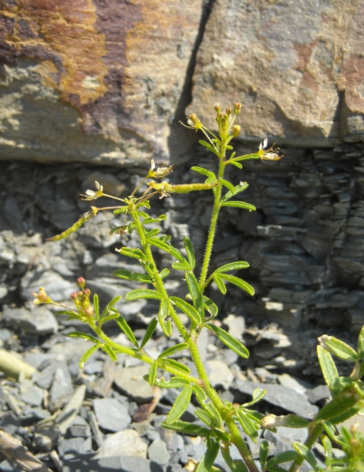 Изображение особи Cleome circassica.