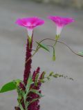 Ipomoea purpurea