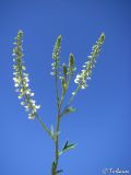 Melilotus albus. Соцветие. Крым, Севастополь, плато Карань. 20.06.2009.