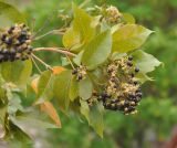 Vitex pinnata. Верхушка ветви с соплодием. Таиланд, остров Пханган. 22.06.2013.