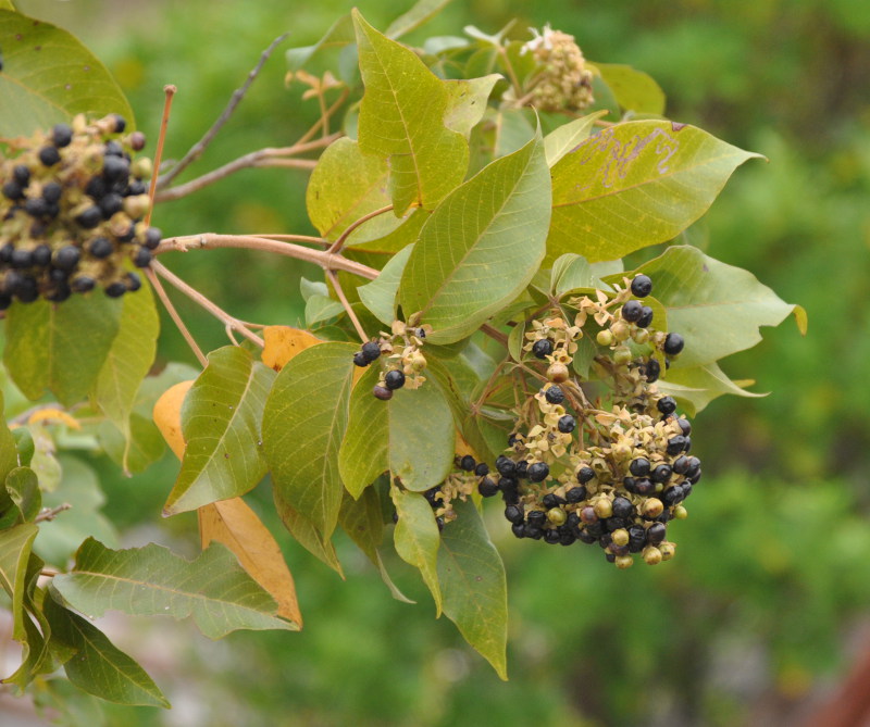 Изображение особи Vitex pinnata.