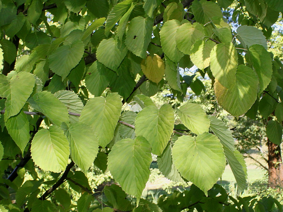 Image of Davidia involucrata var. vilmoriniana specimen.