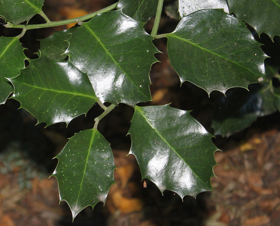 Изображение особи Ilex &times; altaclerensis.