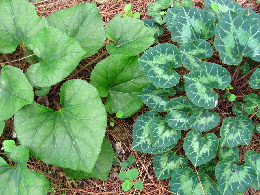 Image of Cyclamen persicum specimen.