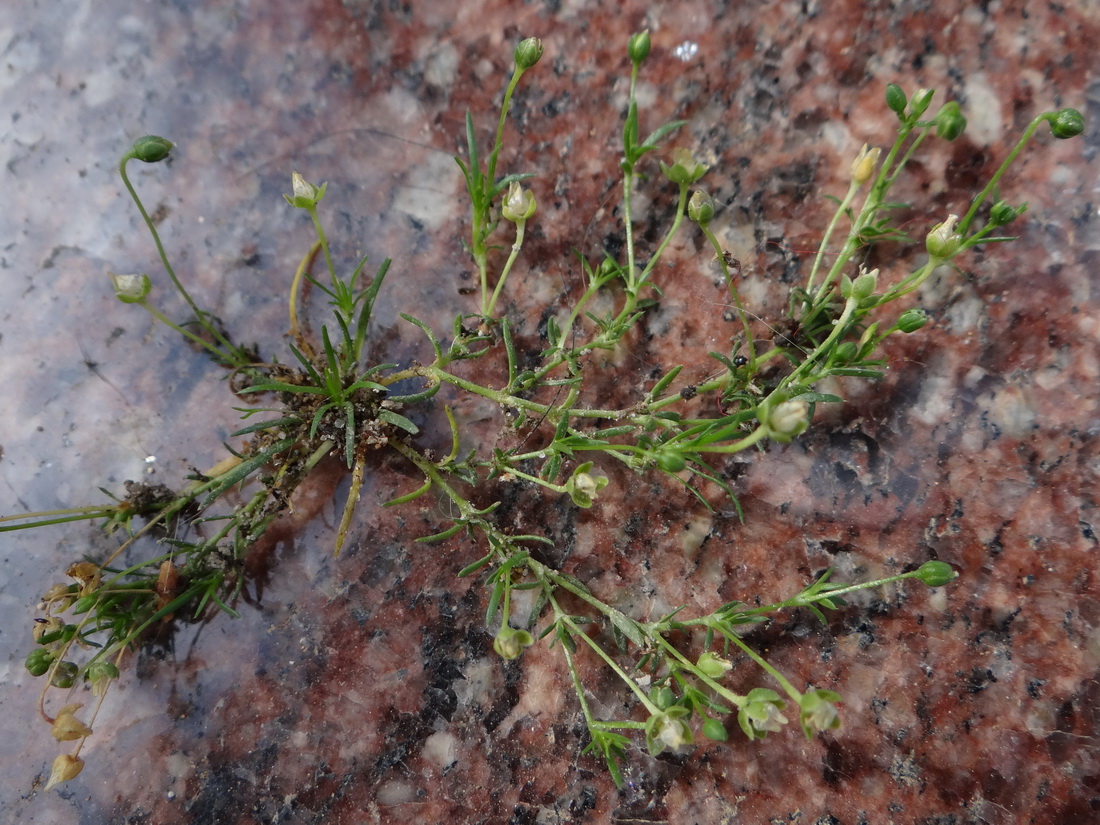 Image of Sagina procumbens specimen.