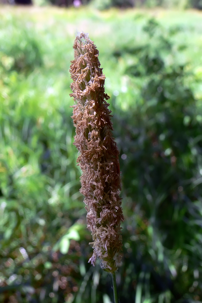 Image of Phleum pratense specimen.