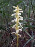 Orobanche cumana