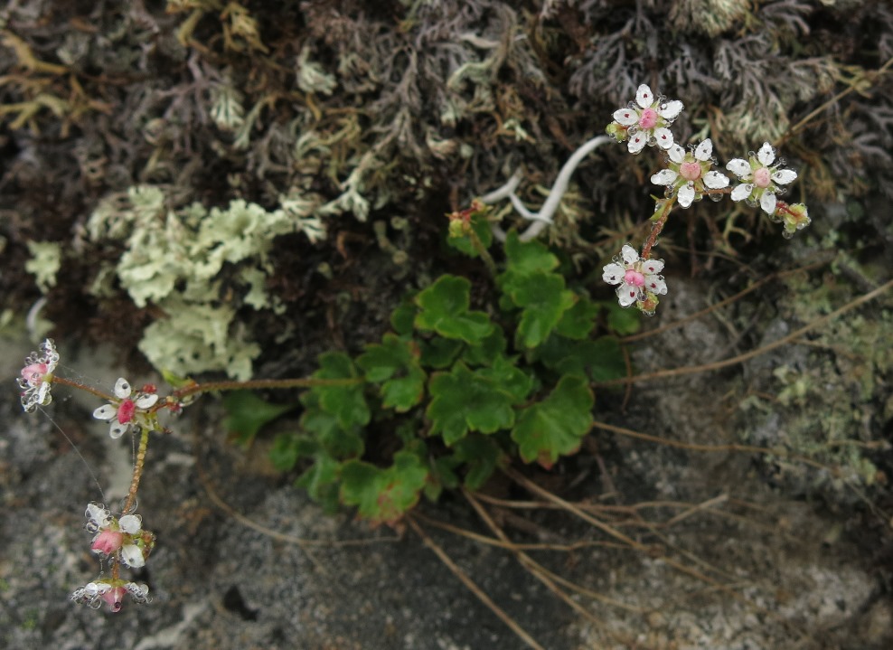 Изображение особи Micranthes nudicaulis.