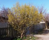 Cornus mas. Цветущее дерево. Украина, Запорожье, в культуре. 26.03.2014.