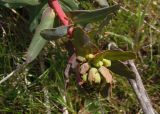 Euphorbia palustris. Верхушка побега с бутонами. Украина, г. Запорожье, о-в Хортица, северный берег. 05.04.2014.