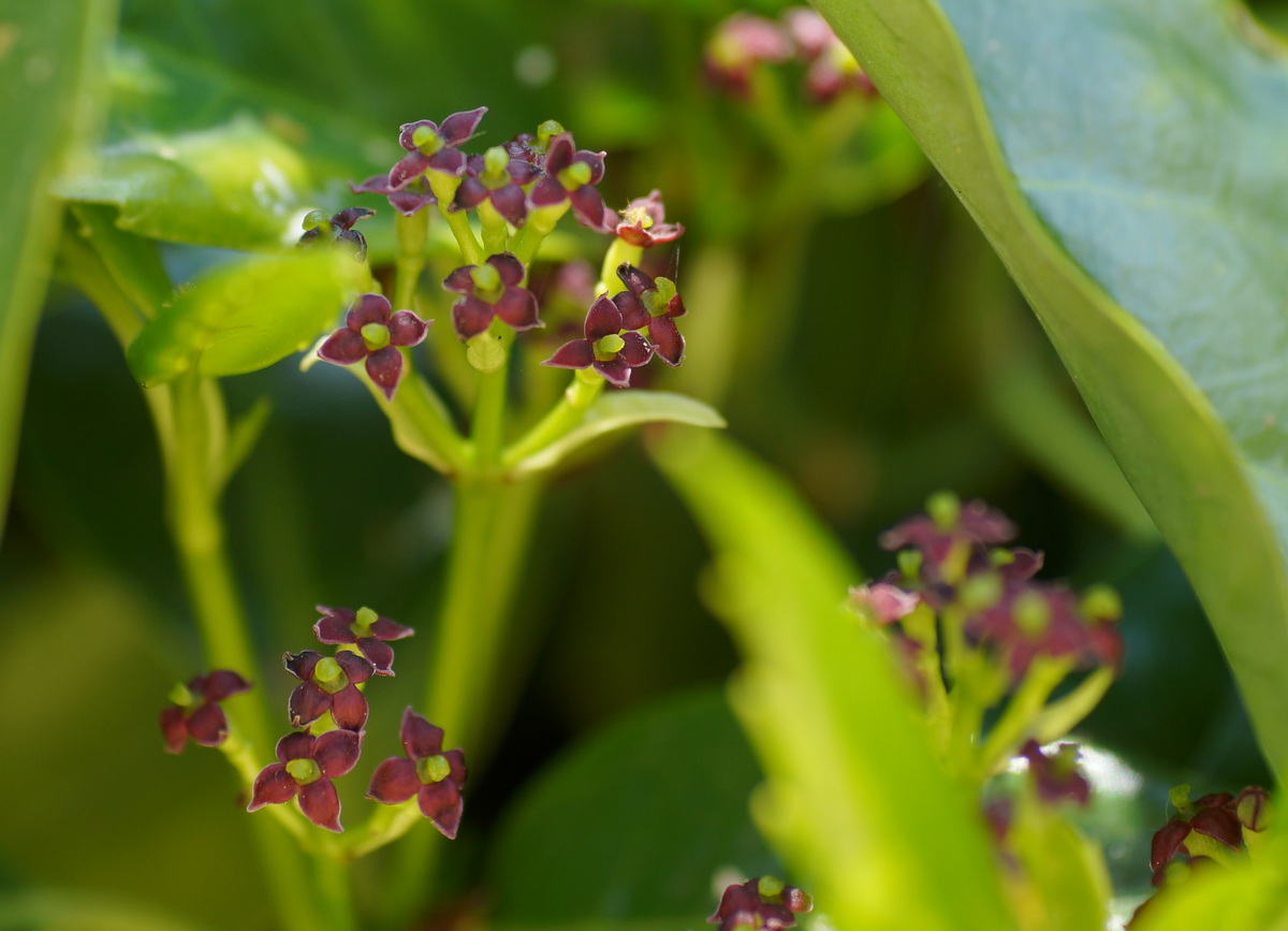 Изображение особи Aucuba japonica.