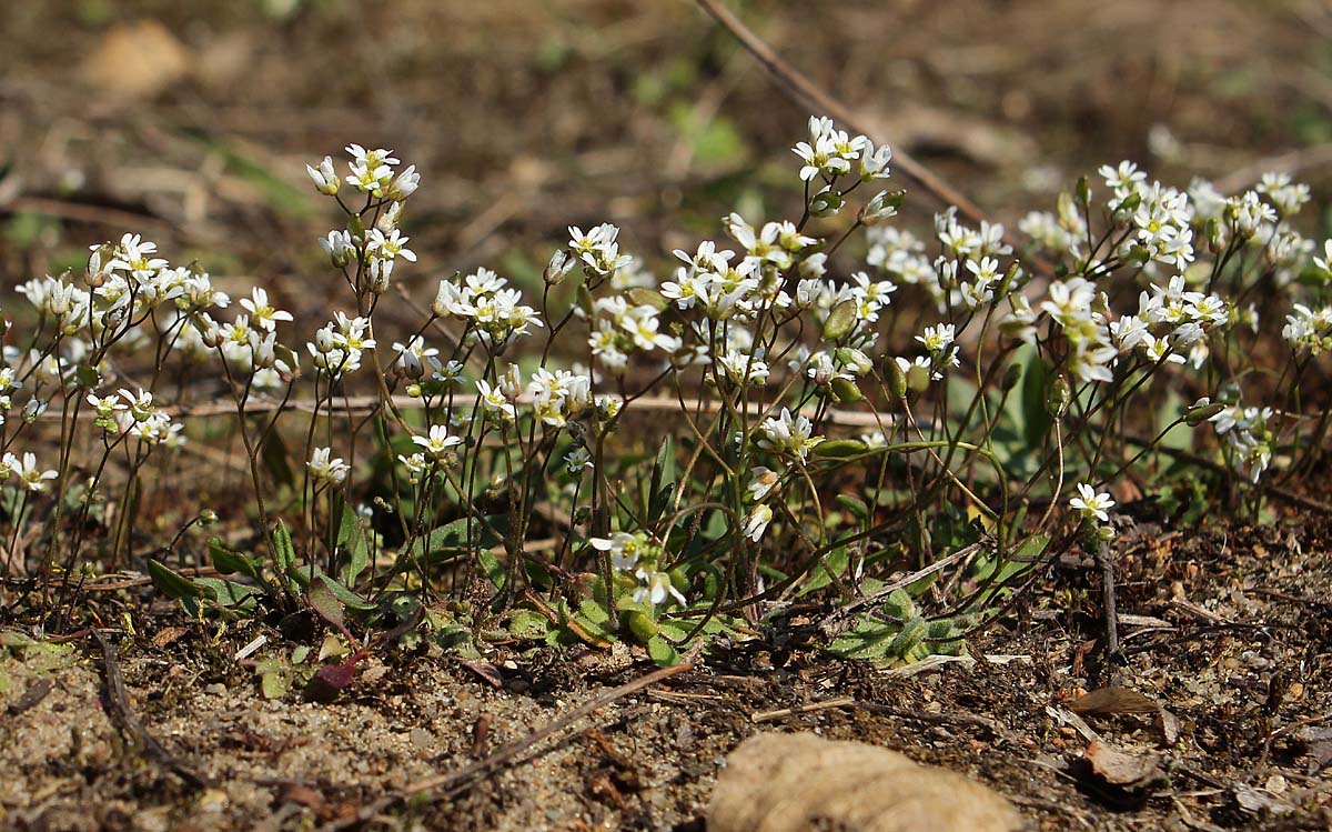 Изображение особи Erophila verna.