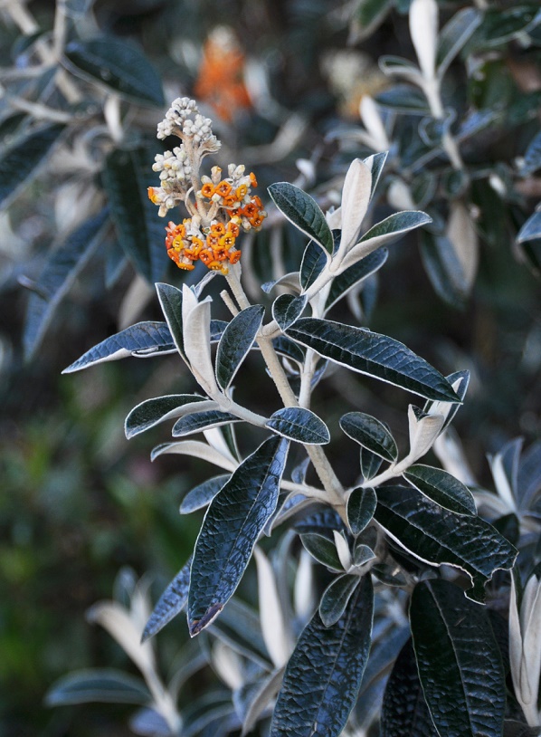 Image of Buddleja coriacea specimen.