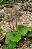 Petasites hybridus