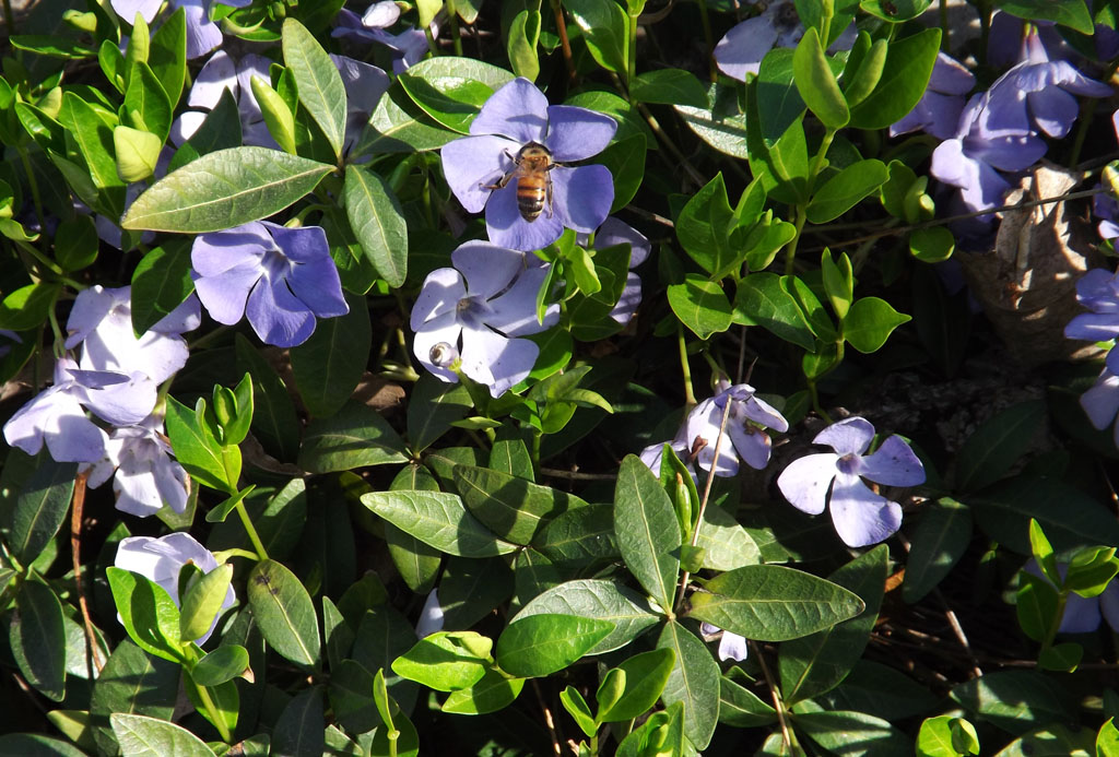 Image of Vinca minor specimen.