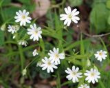 Stellaria holostea