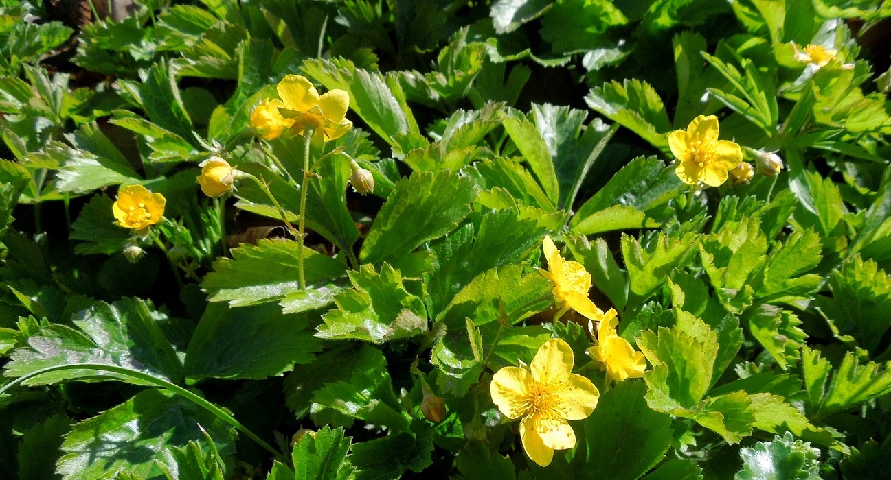 Image of Waldsteinia ternata specimen.