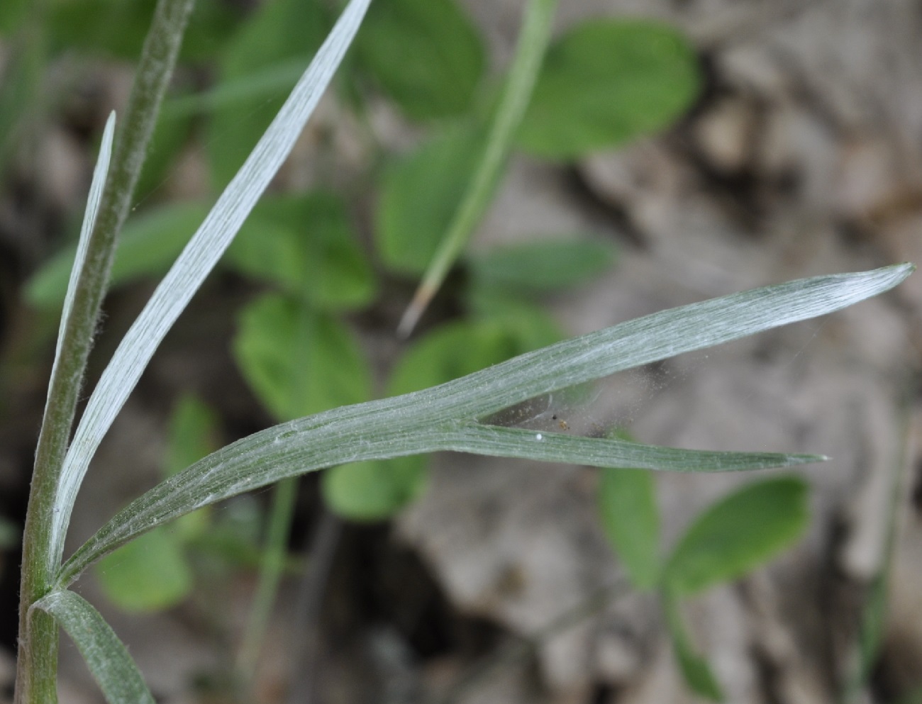 Image of Ranunculus illyricus specimen.