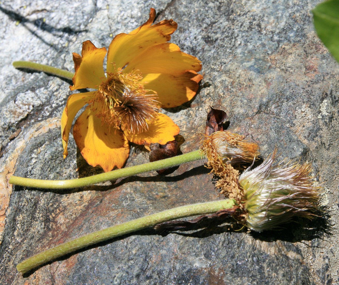 Изображение особи Pulsatilla aurea.