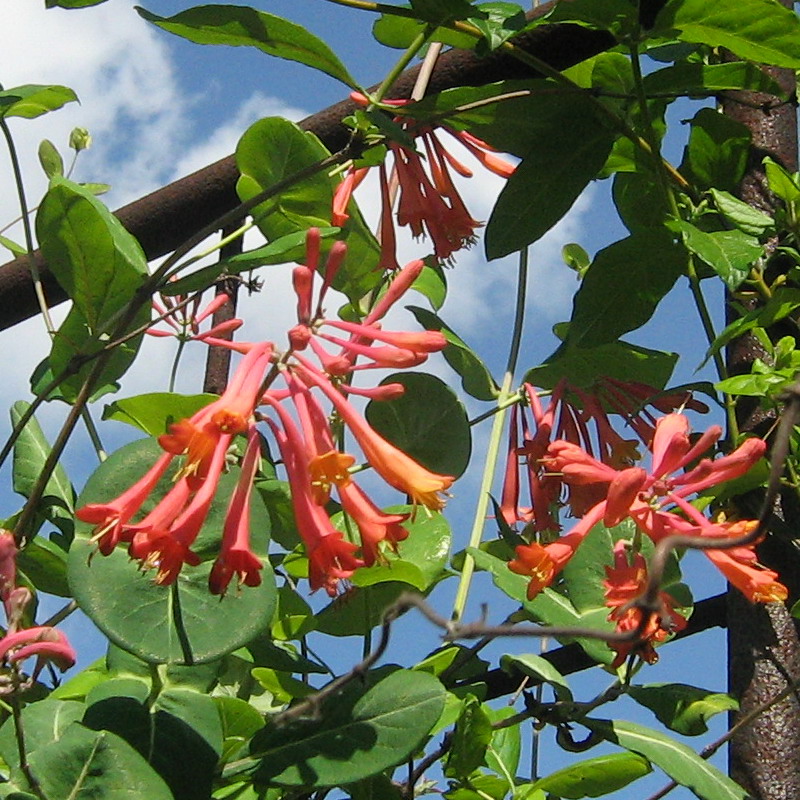 Image of Lonicera &times; brownii specimen.