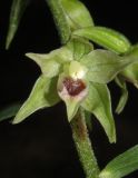 Epipactis muelleri. Цветок. Крым, гора Чатырдаг, южный склон, буковый лес. 15 июля 2014 г.