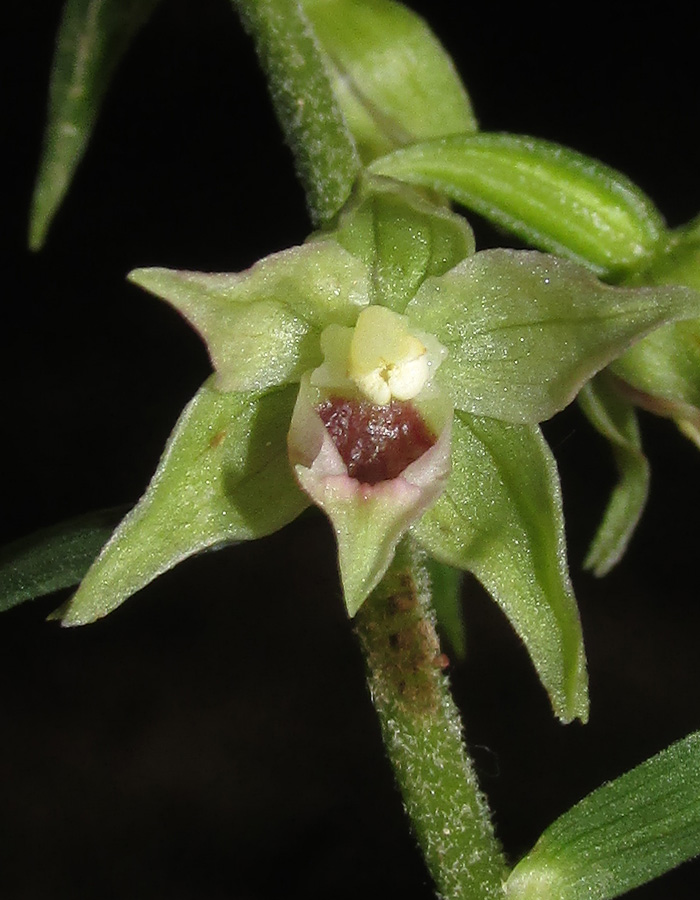 Image of Epipactis muelleri specimen.