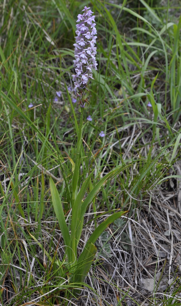 Image of Gymnadenia conopsea specimen.