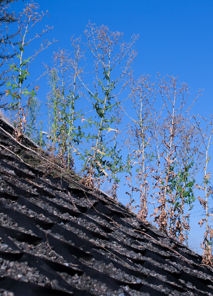 Image of Lactuca serriola specimen.
