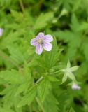 Geranium sibiricum