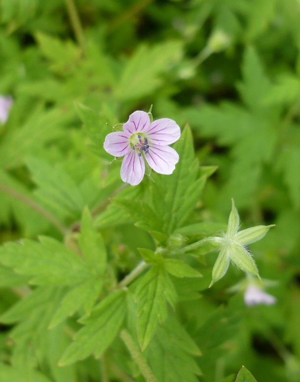 Image of Geranium sibiricum specimen.