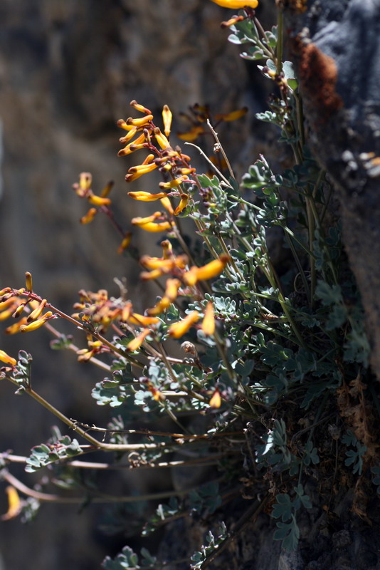 Image of Corydalis paniculigera specimen.