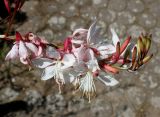 Gaura lindheimeri