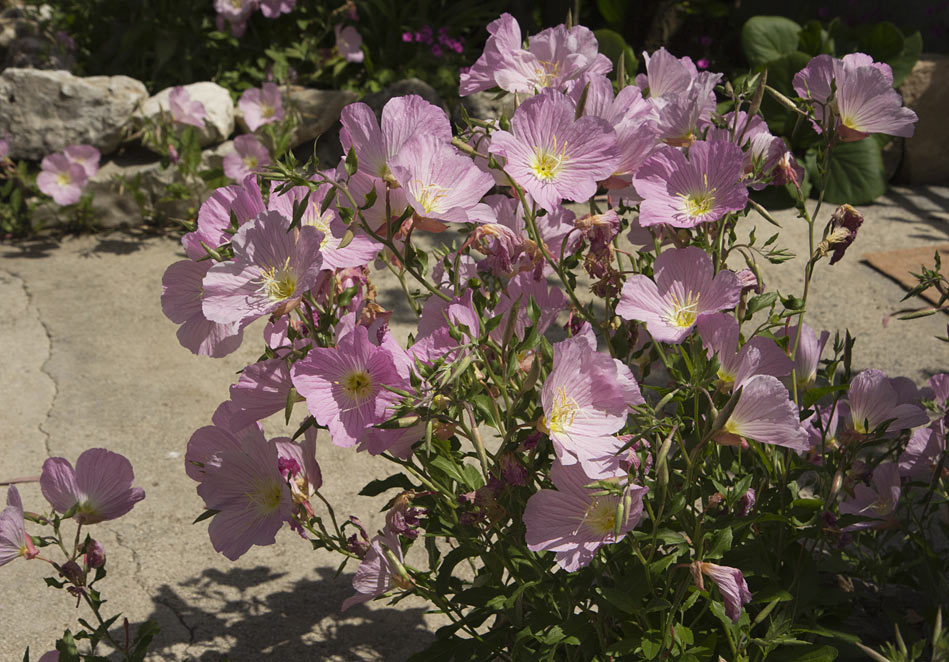 Изображение особи Oenothera speciosa.