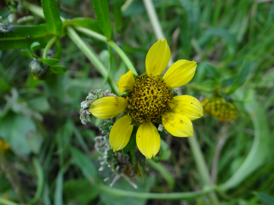 Изображение особи Bidens cernua var. radiata.